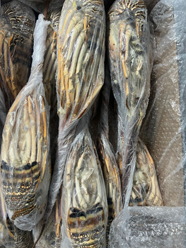 FRESH FROZEN LOBSTER (Panulirus argus & Panulirus laevicauda) – PREMIUM BRAZIL ORIGIN - Costa del Sol Foods and Beverages INT  - Spain